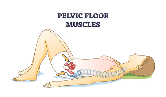 Pelvic floor muscles anatomical location in female body outline diagram. Educational woman with inner muscular coccygeus, ileococcygeus and pubococcygeus vector illustration. Kegel exercises parts.