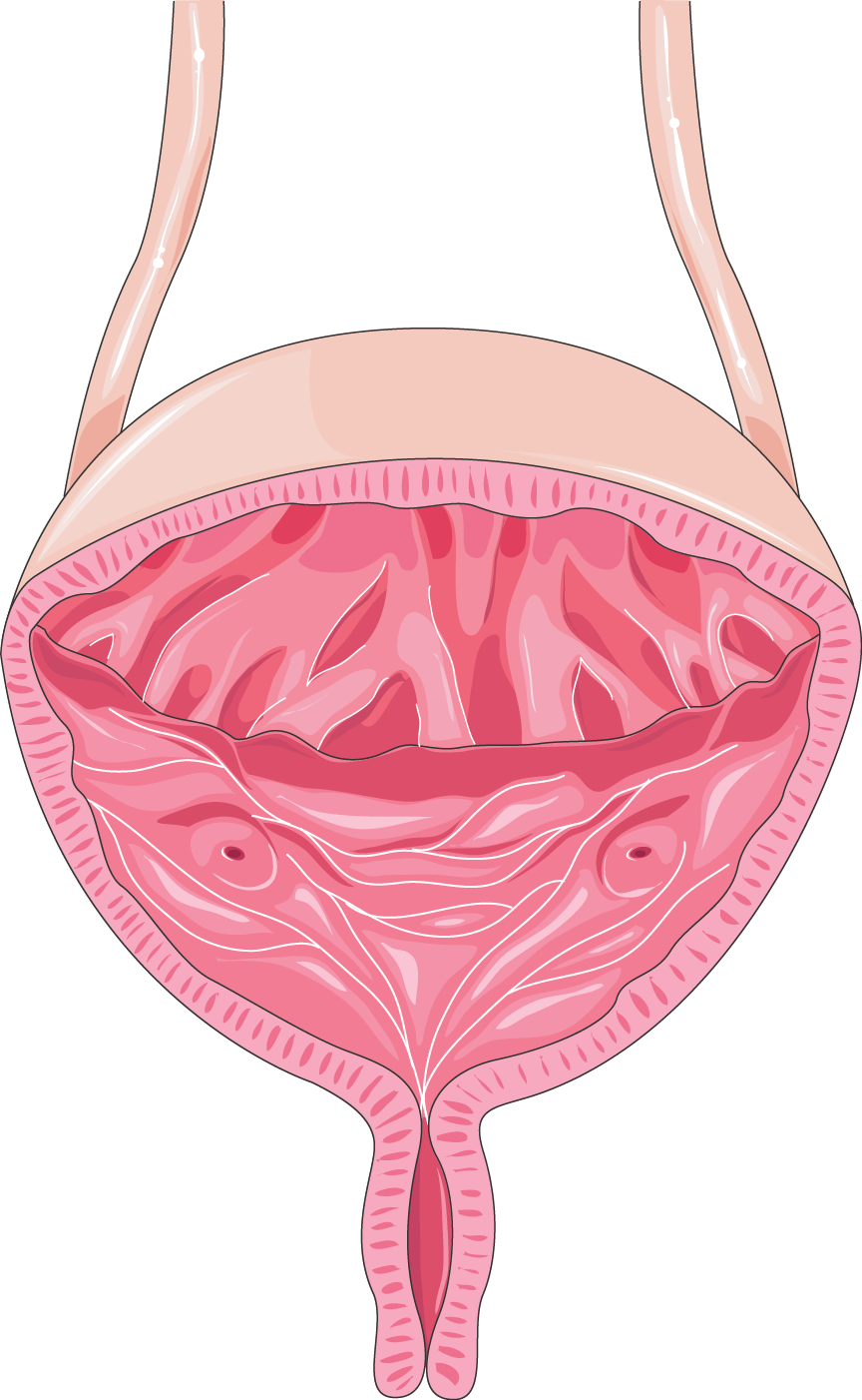 Illustrazione della vescica