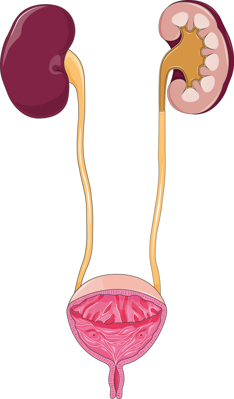 Illustrazione delle vie urinarie