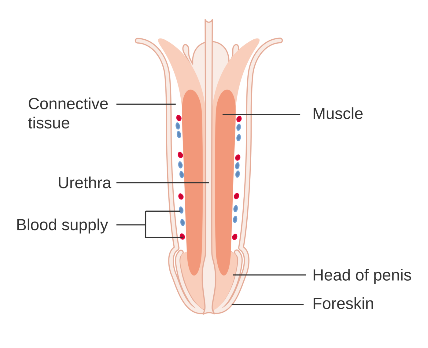 Schema anatomico del pene