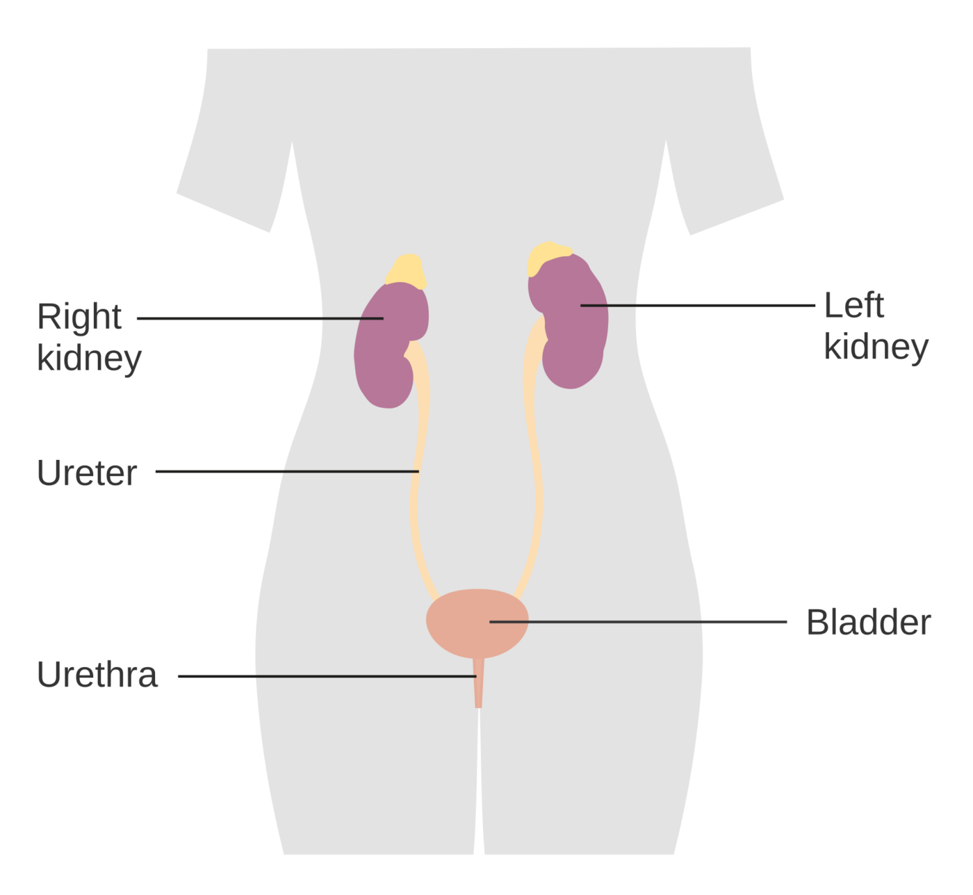Schema delle vie urinarie