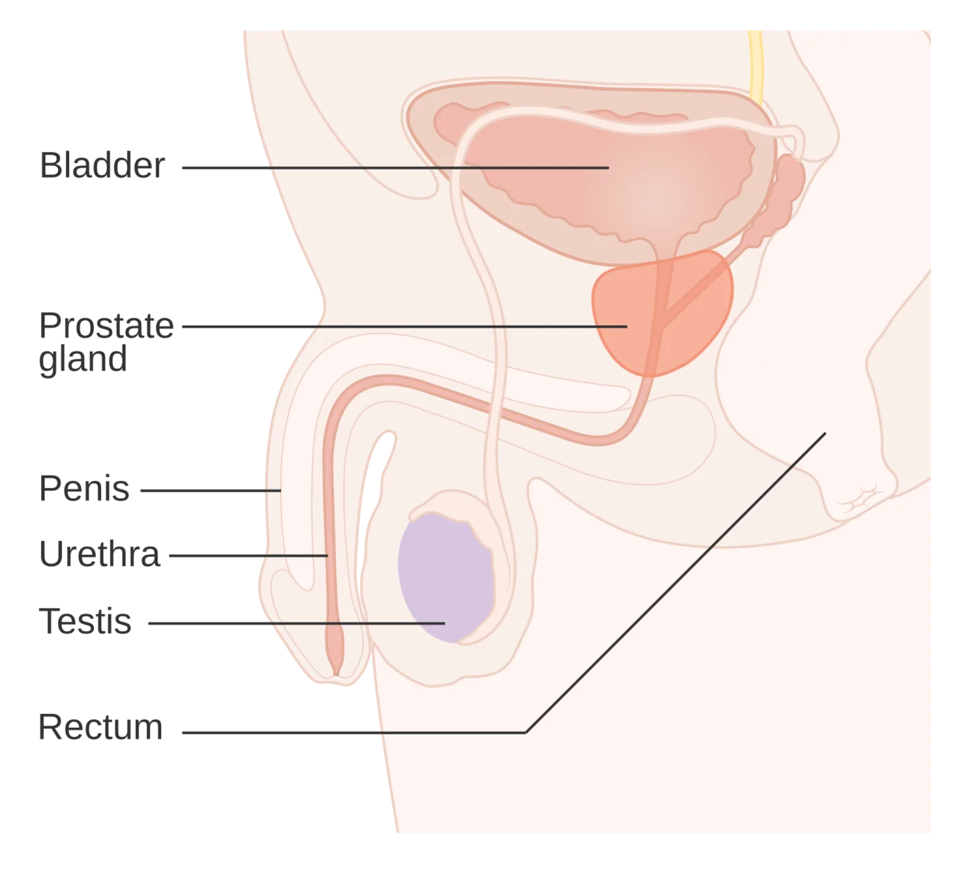 Posizione della prostata