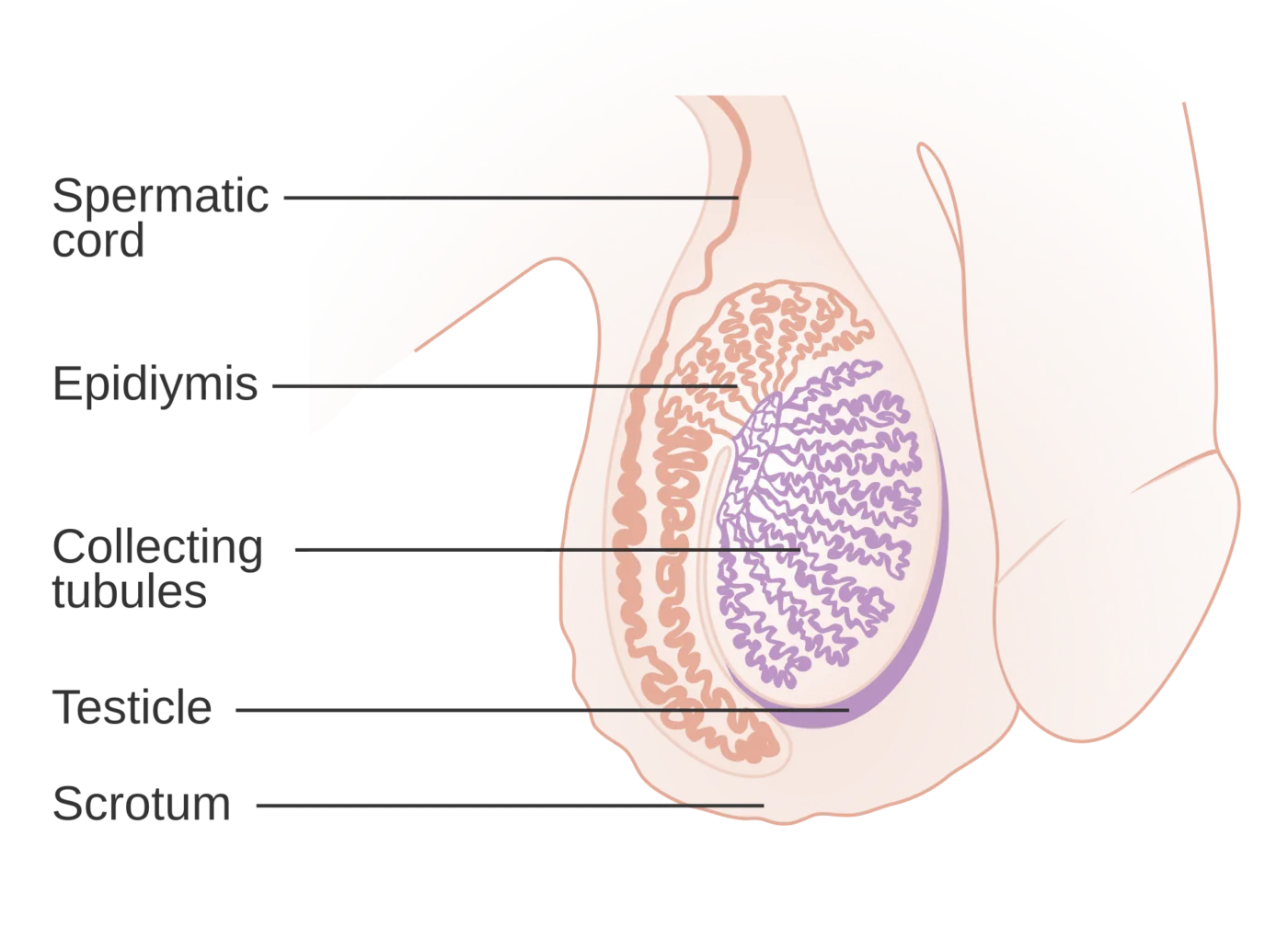 Schema del testicolo e dell'epididimo